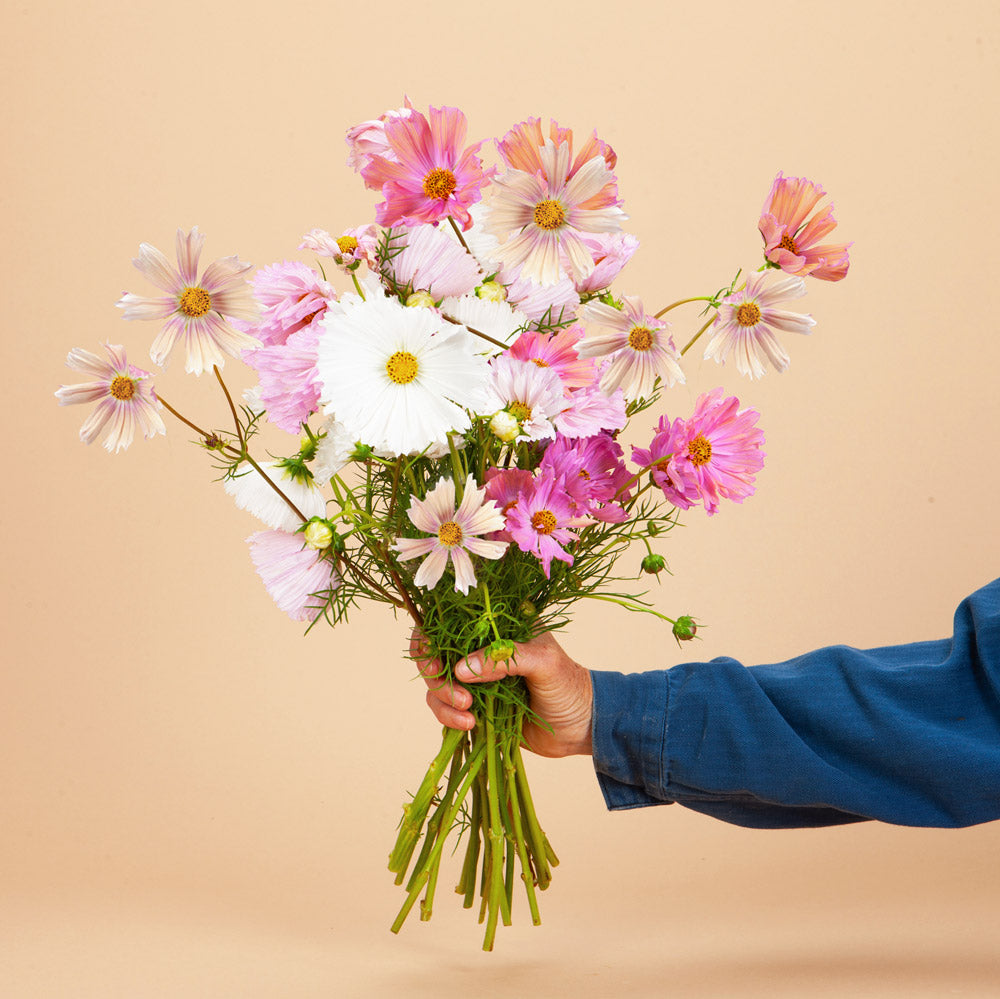 Cosmo Mix Seed Bundle