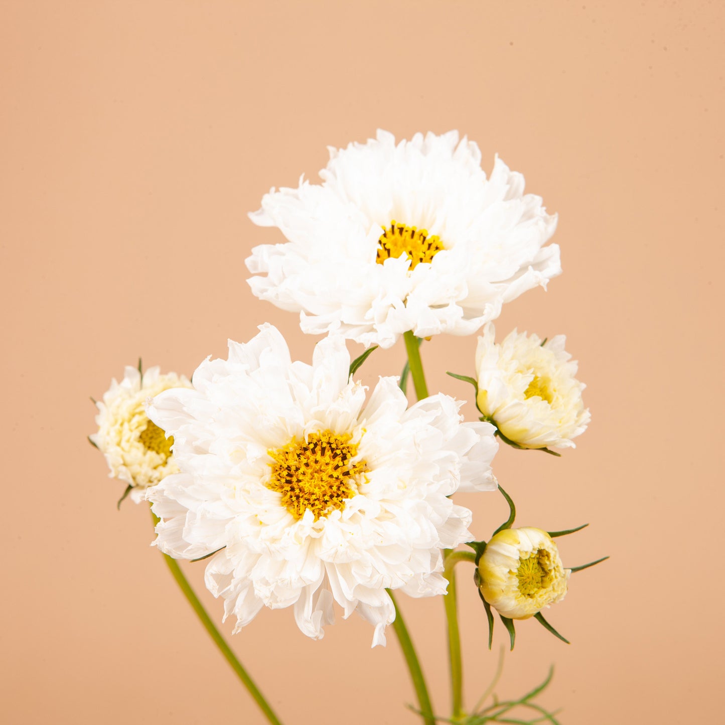 Cosmo Mix Seed Bundle