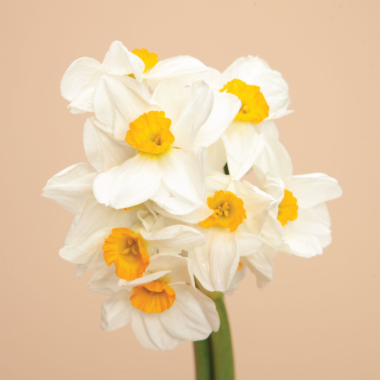 The Daffodil Convention