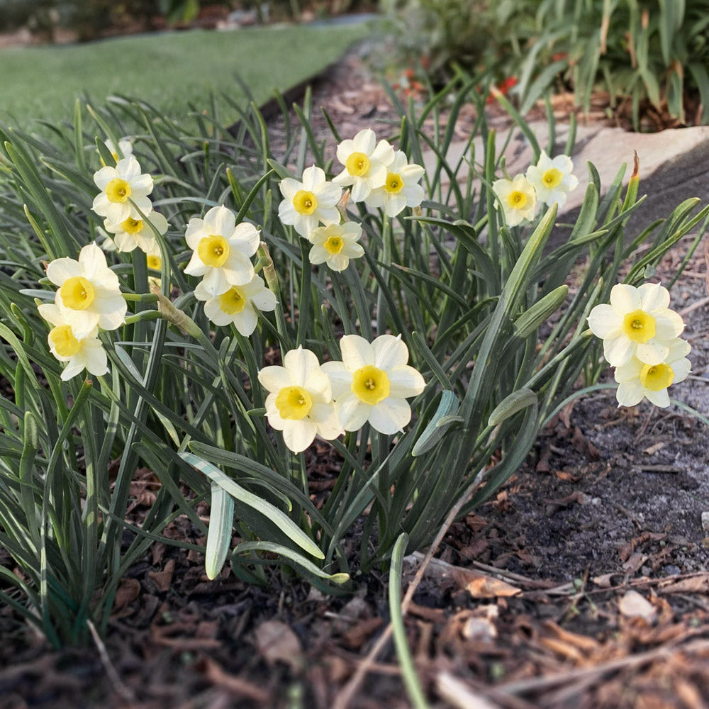 Minnow Daffodil Bulbs