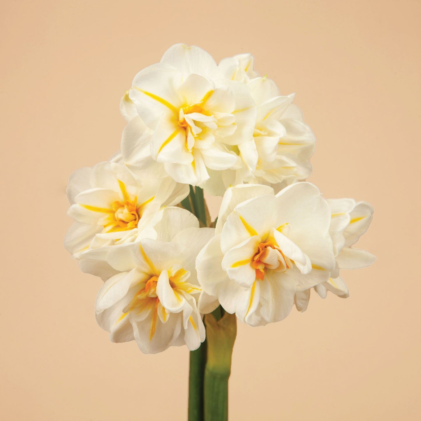 The Daffodil Convention