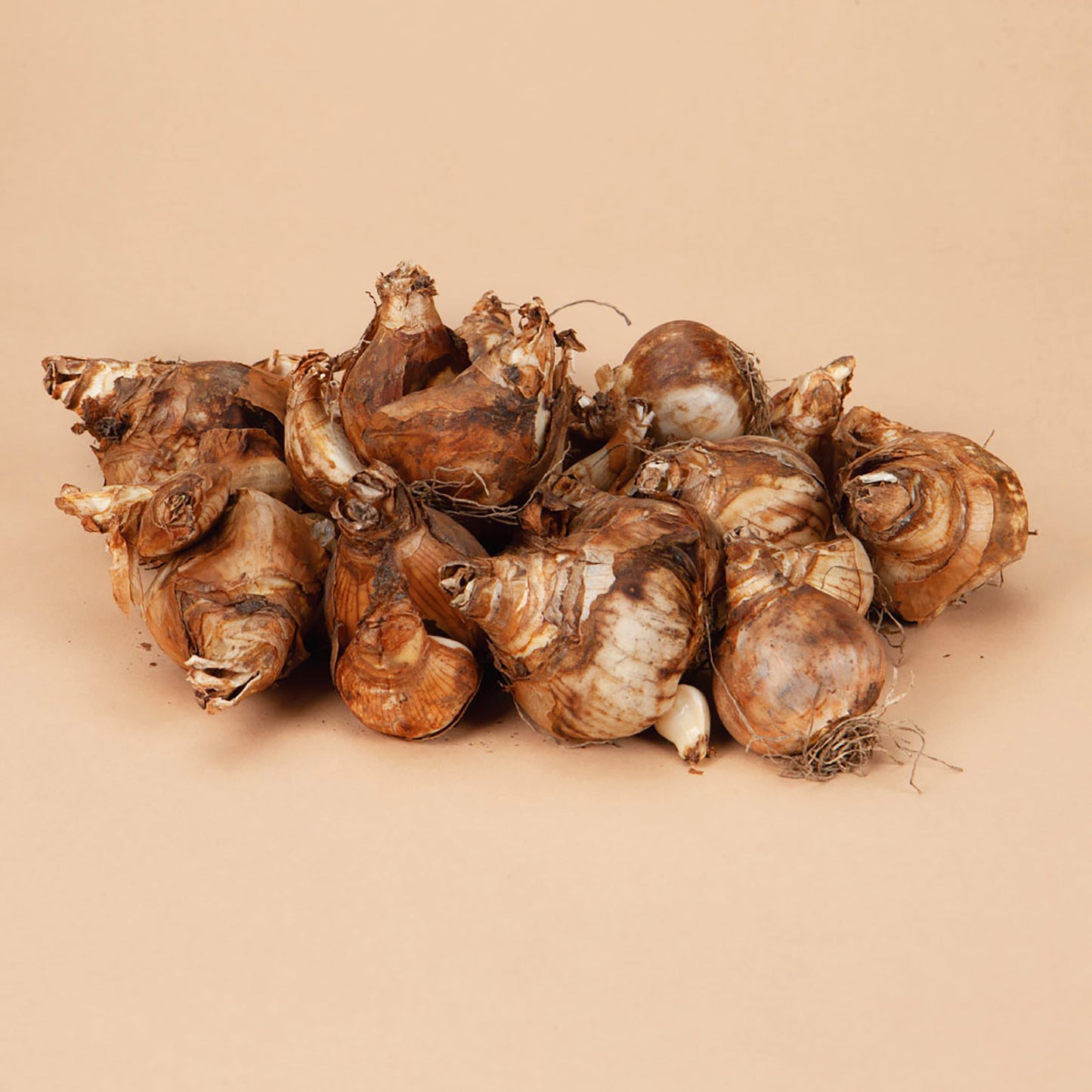 Tahiti Daffodil Bulbs