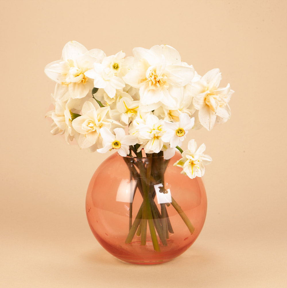 The Daffodil Convention
