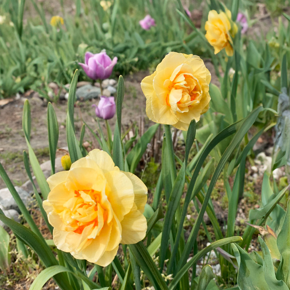 Tahiti Daffodil Bulbs