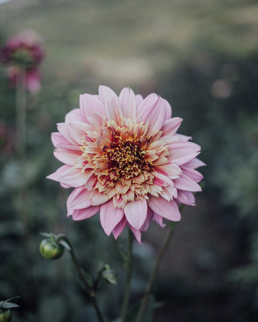 Plume and Furrow Dahlia Bundle