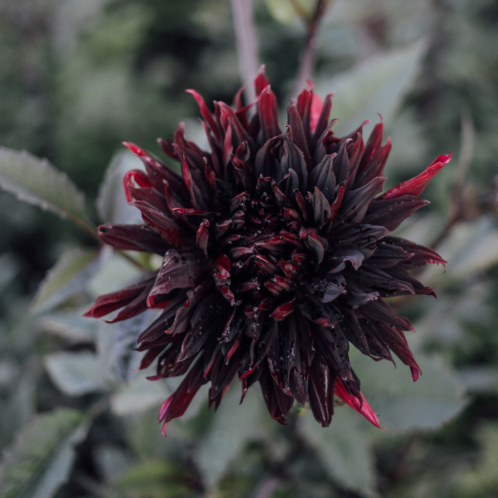 Black Jack Dahlia
