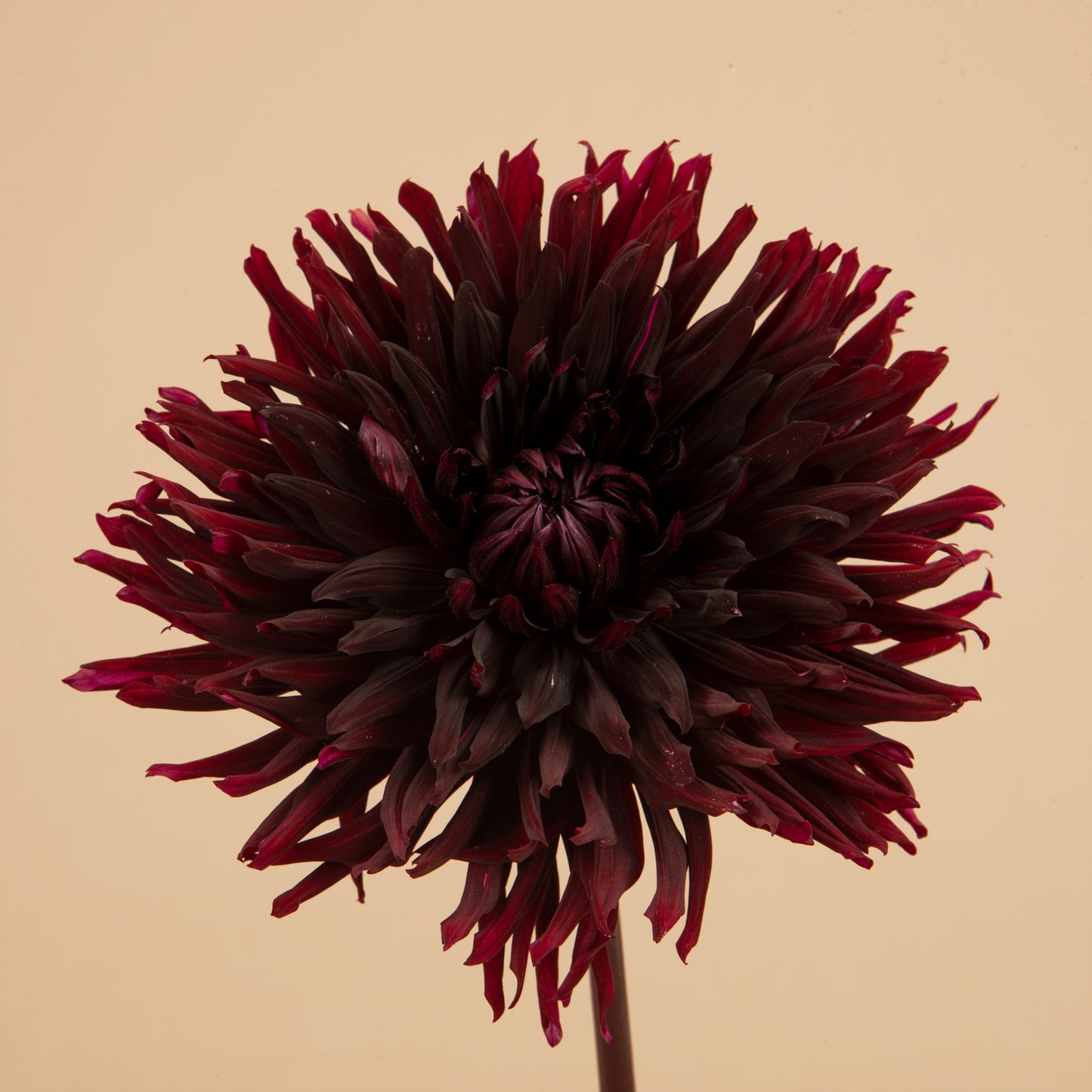 Black Jack Dahlia