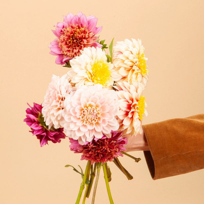 Plume and Furrow Dahlia Bundle