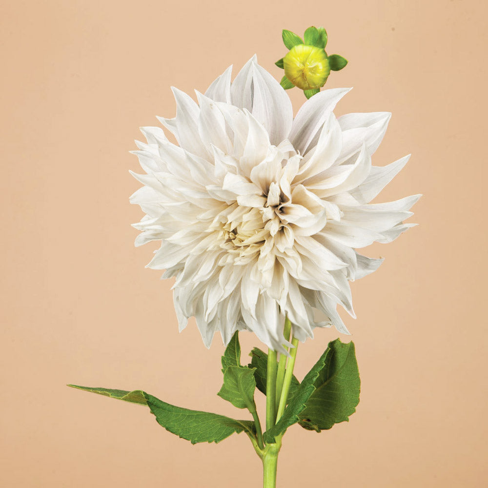 Café Au Lait Supreme Dahlia