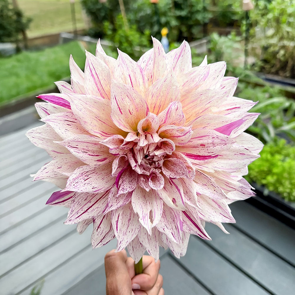 Café au Lait Twist Dahlia