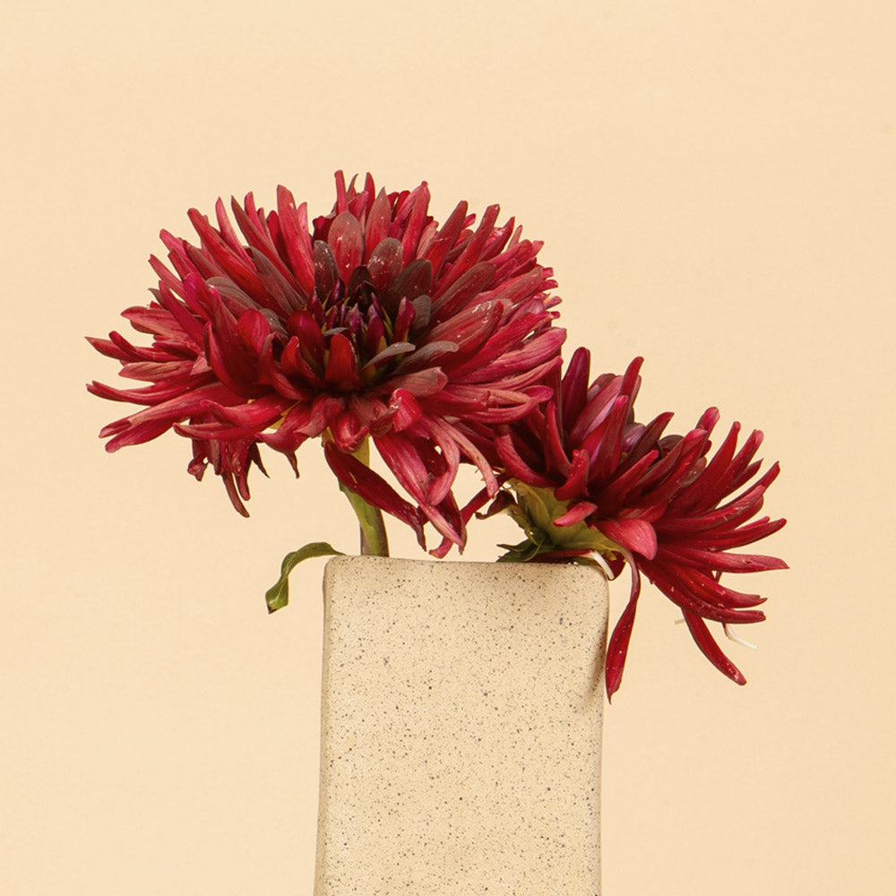 Chat Noir Dahlia