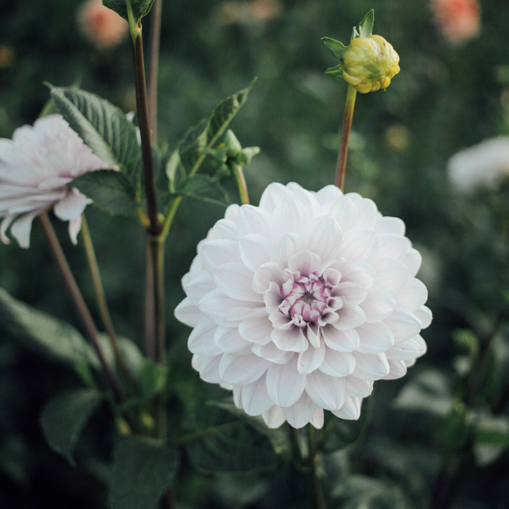Eveline Dahlia