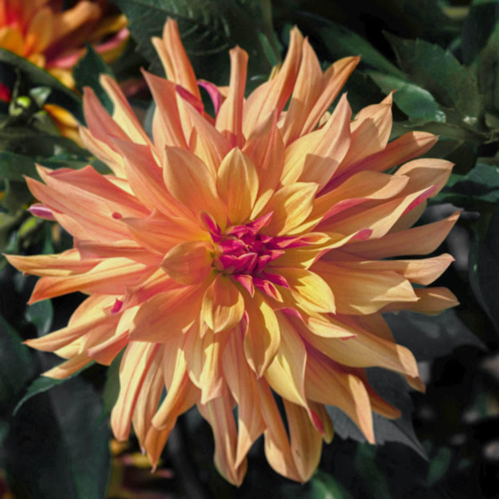French Cancan Dahlia