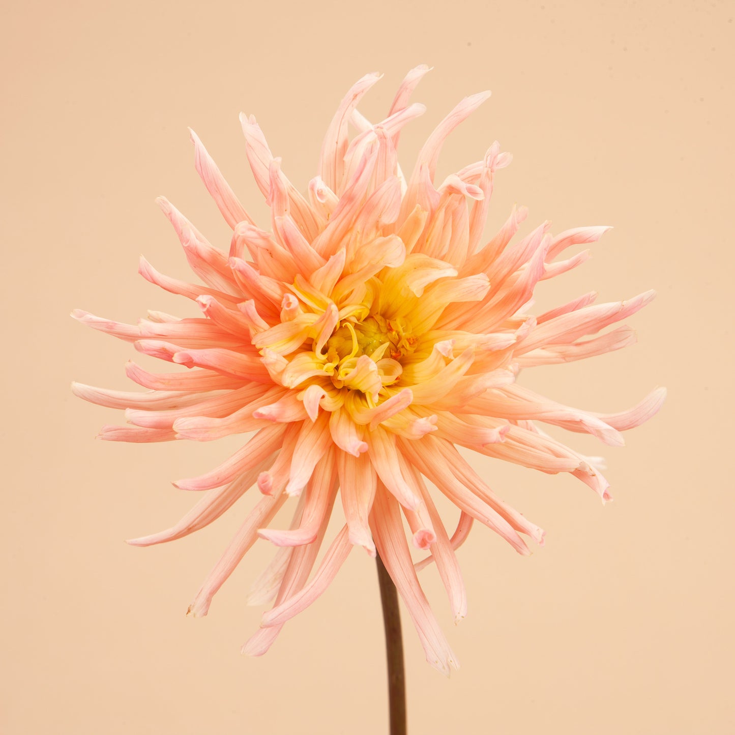 Henriette Dahlia