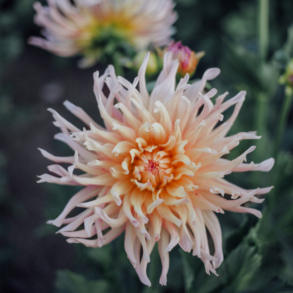 dahlia succulent Henriette Dahlia Tubers
