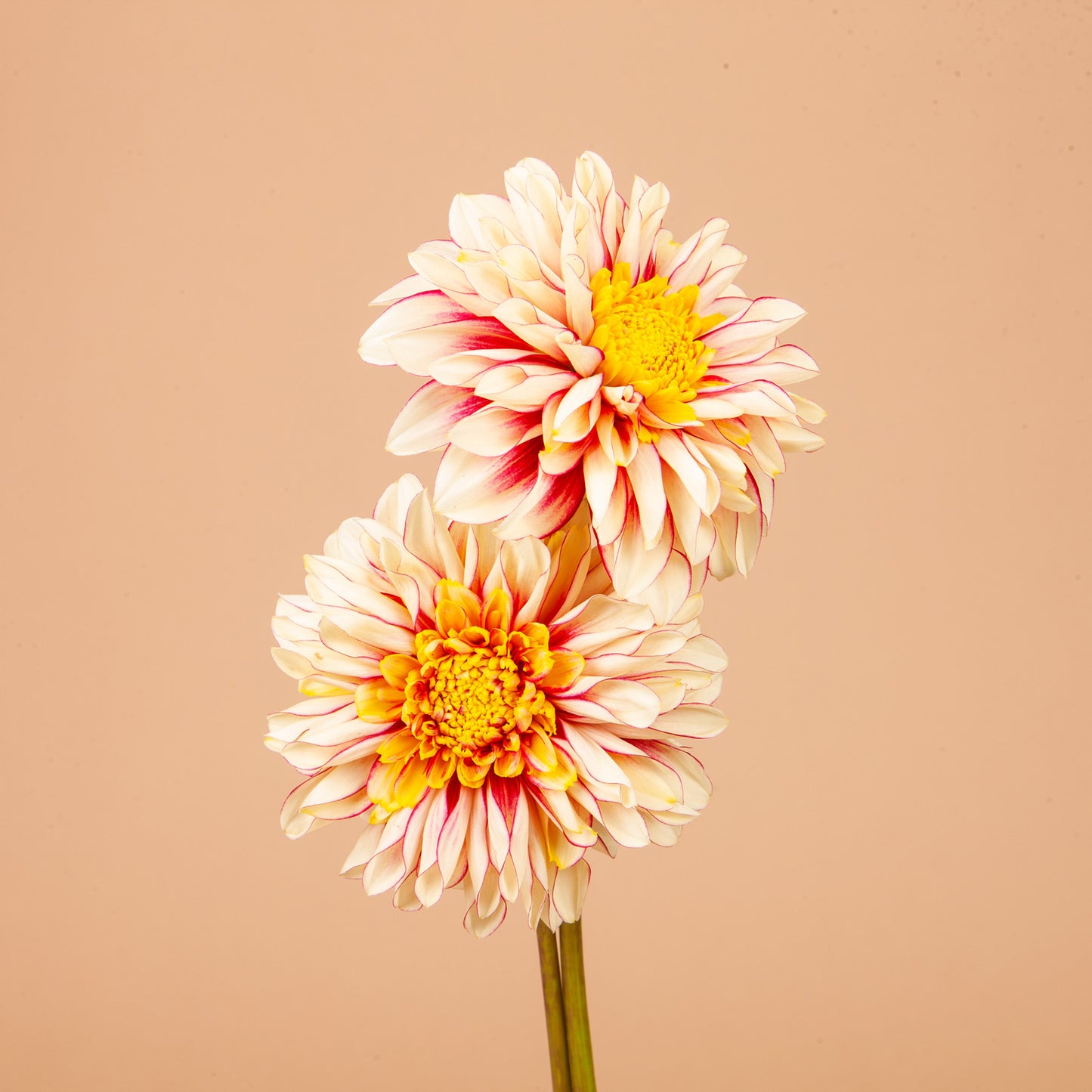 Plume and Furrow Dahlia Bundle