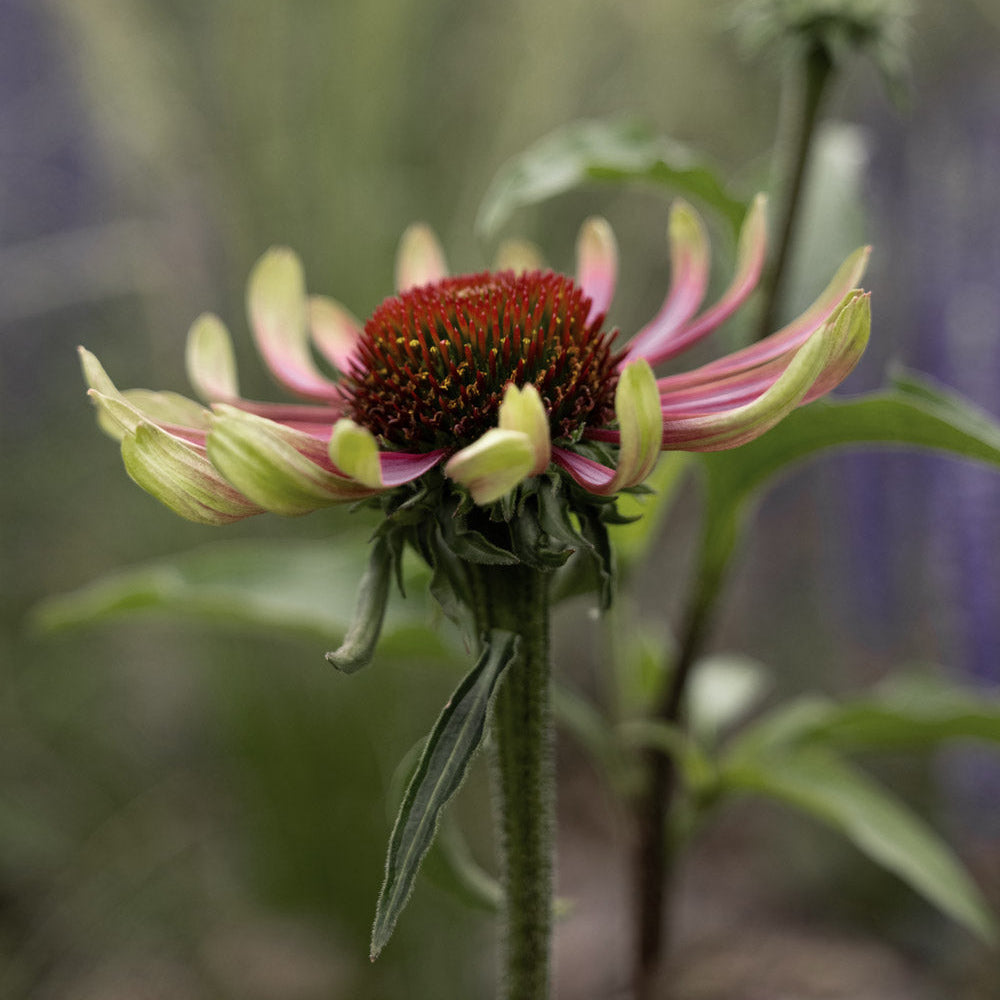 Green Twister Echinacea Plants