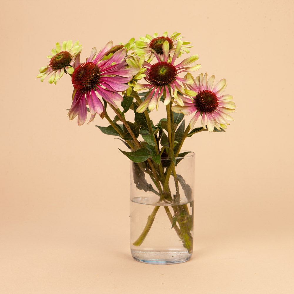 Green Twister Echinacea Plants