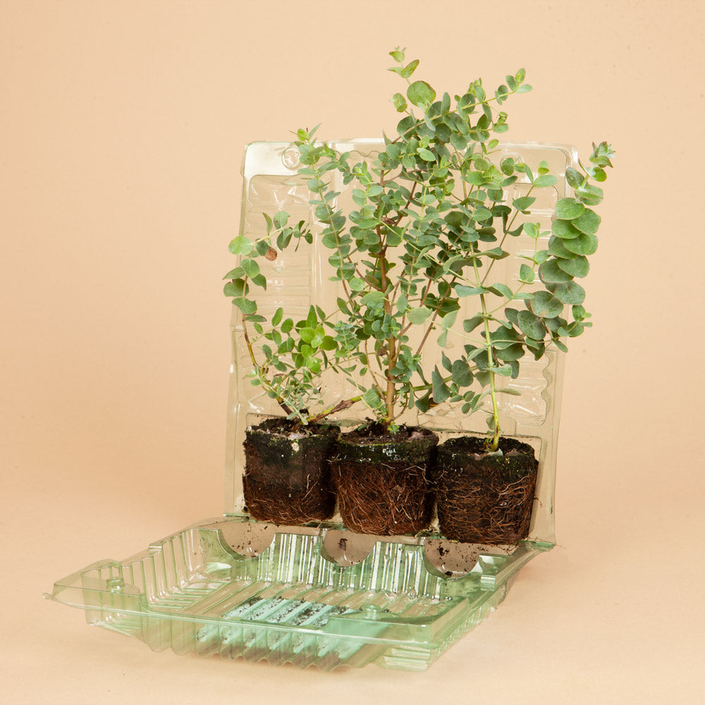 Silver Dollar Eucalyptus Plants