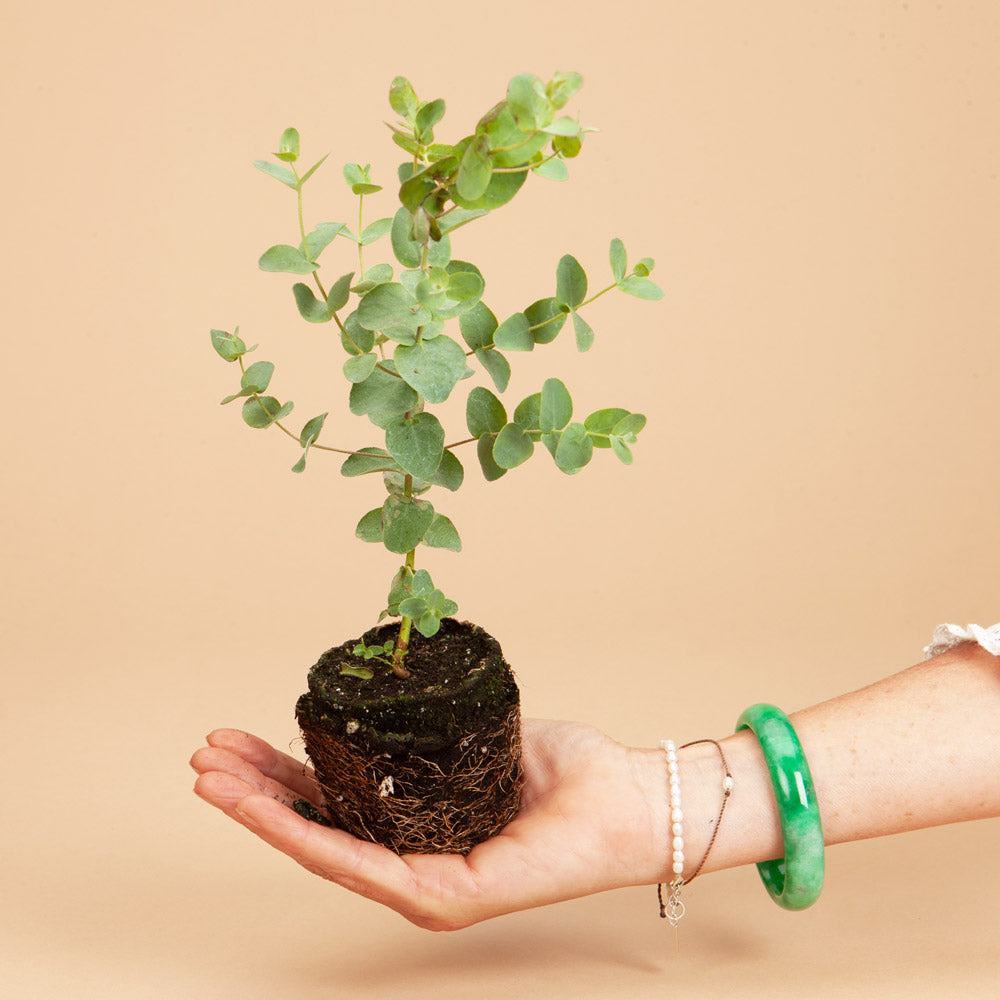 Silver Dollar Eucalyptus Plants