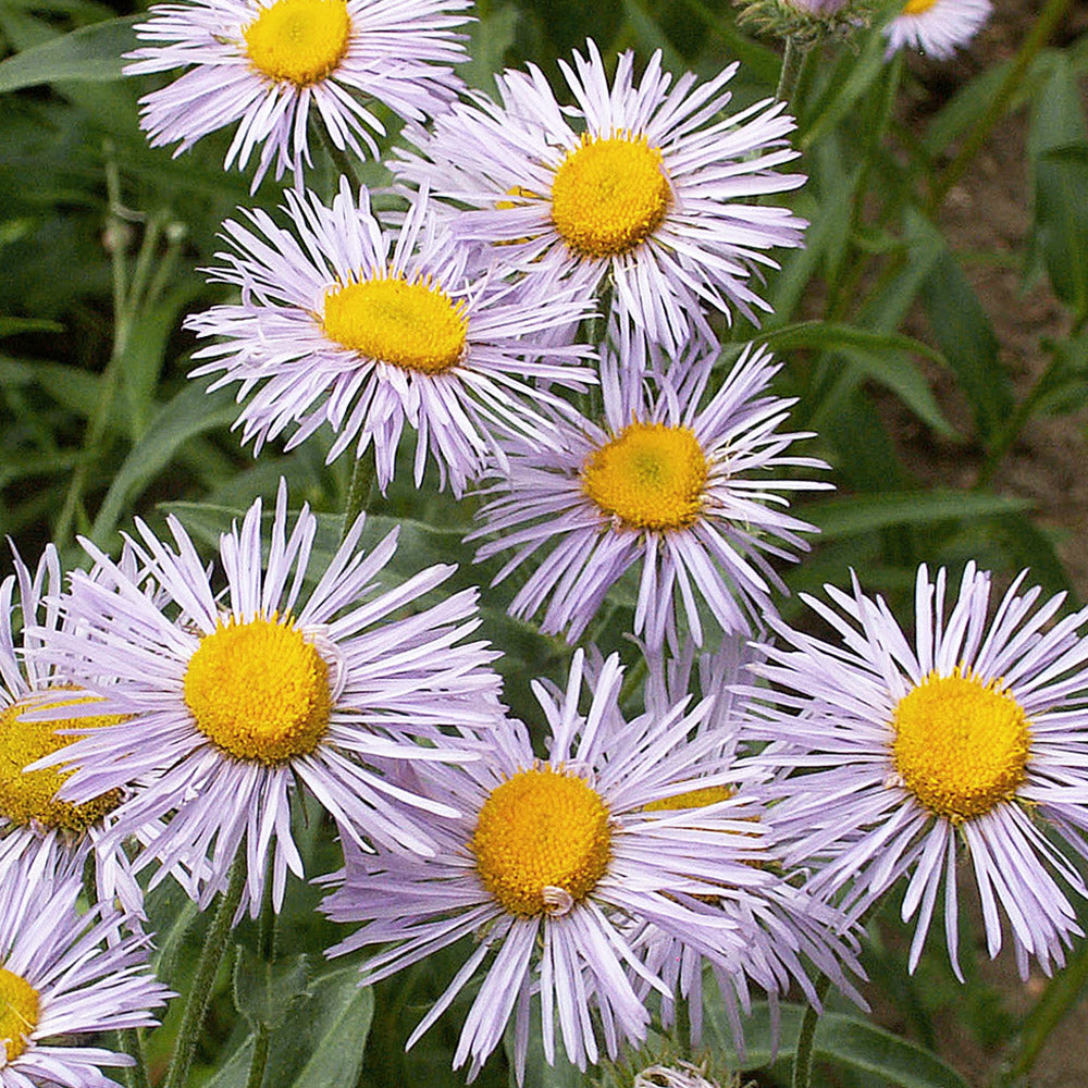 Bumble Bee Bar Wildflower Seed Mix