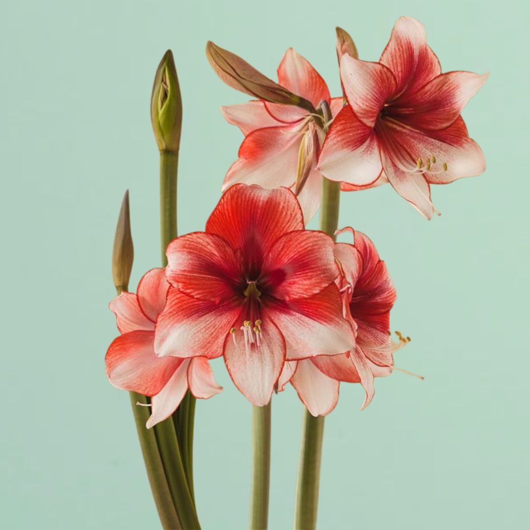 Charisma Amaryllis Bulb