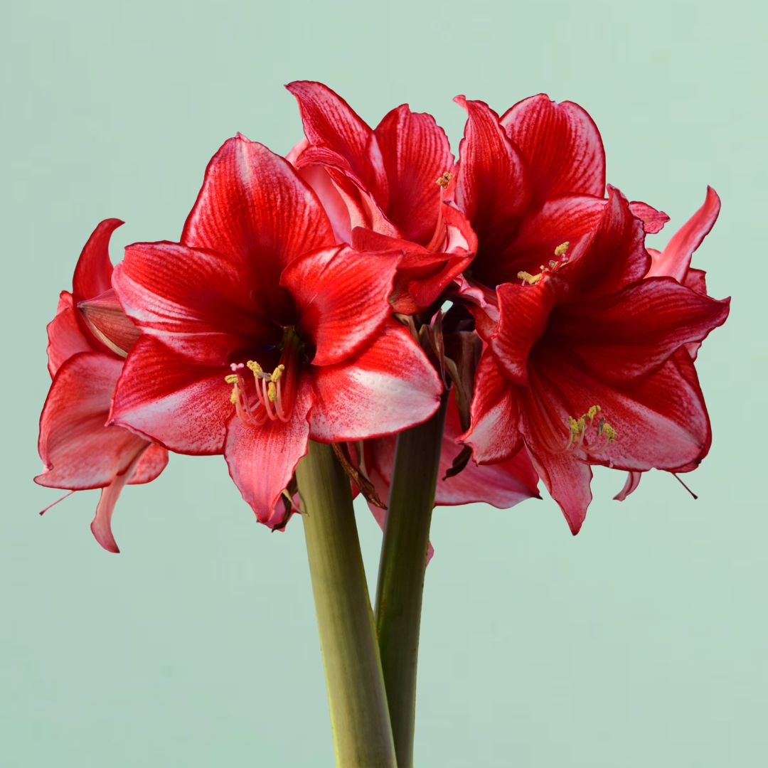 Charisma Amaryllis Bulb