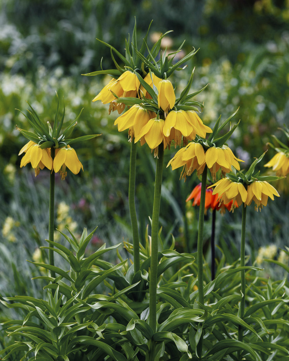 Fritillaria Imperial Lutea Bulbs