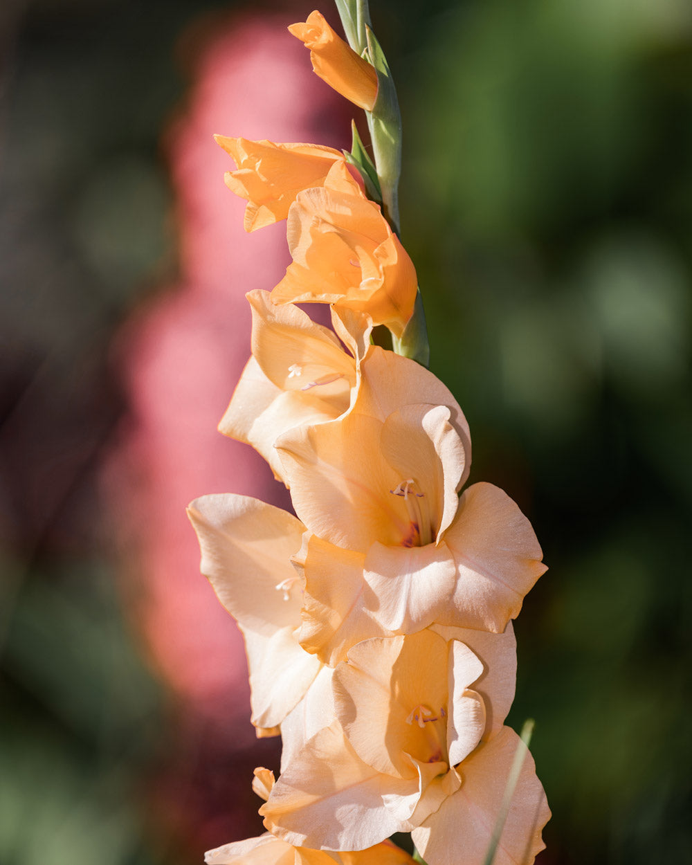 Careless Gladiola