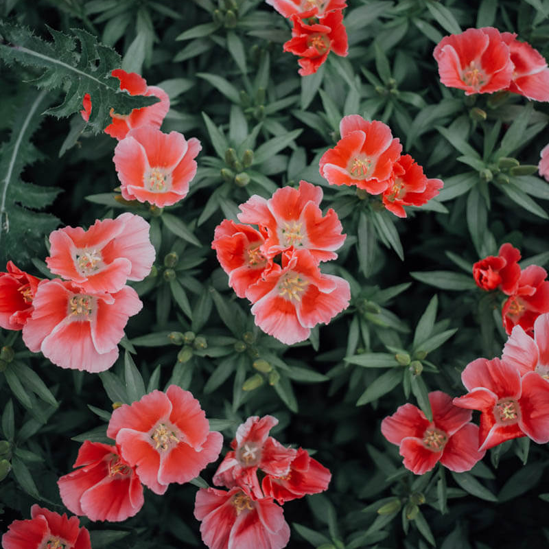 Grace Salmon Godetia Seeds