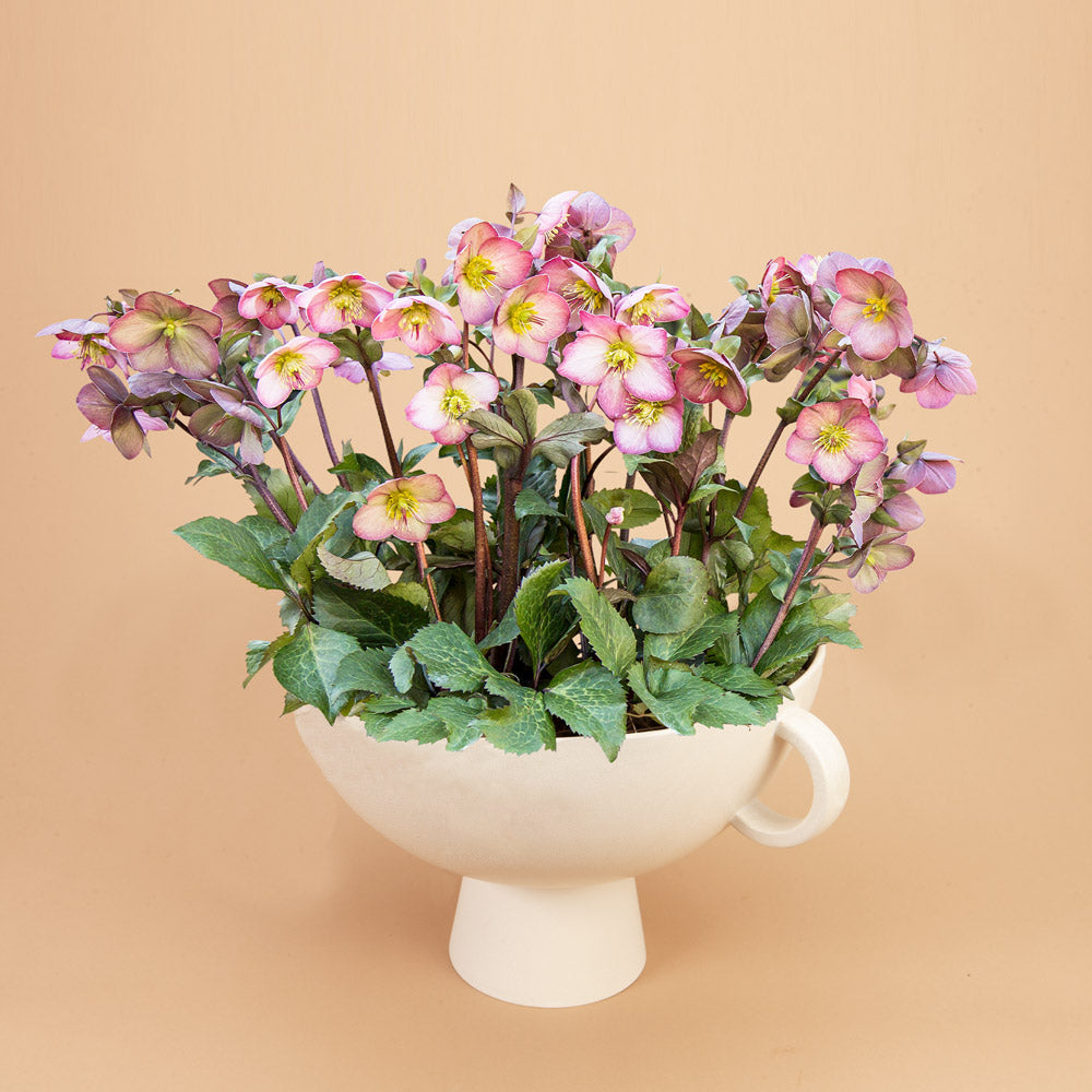 Cheryl's Shine Hellebore Plants