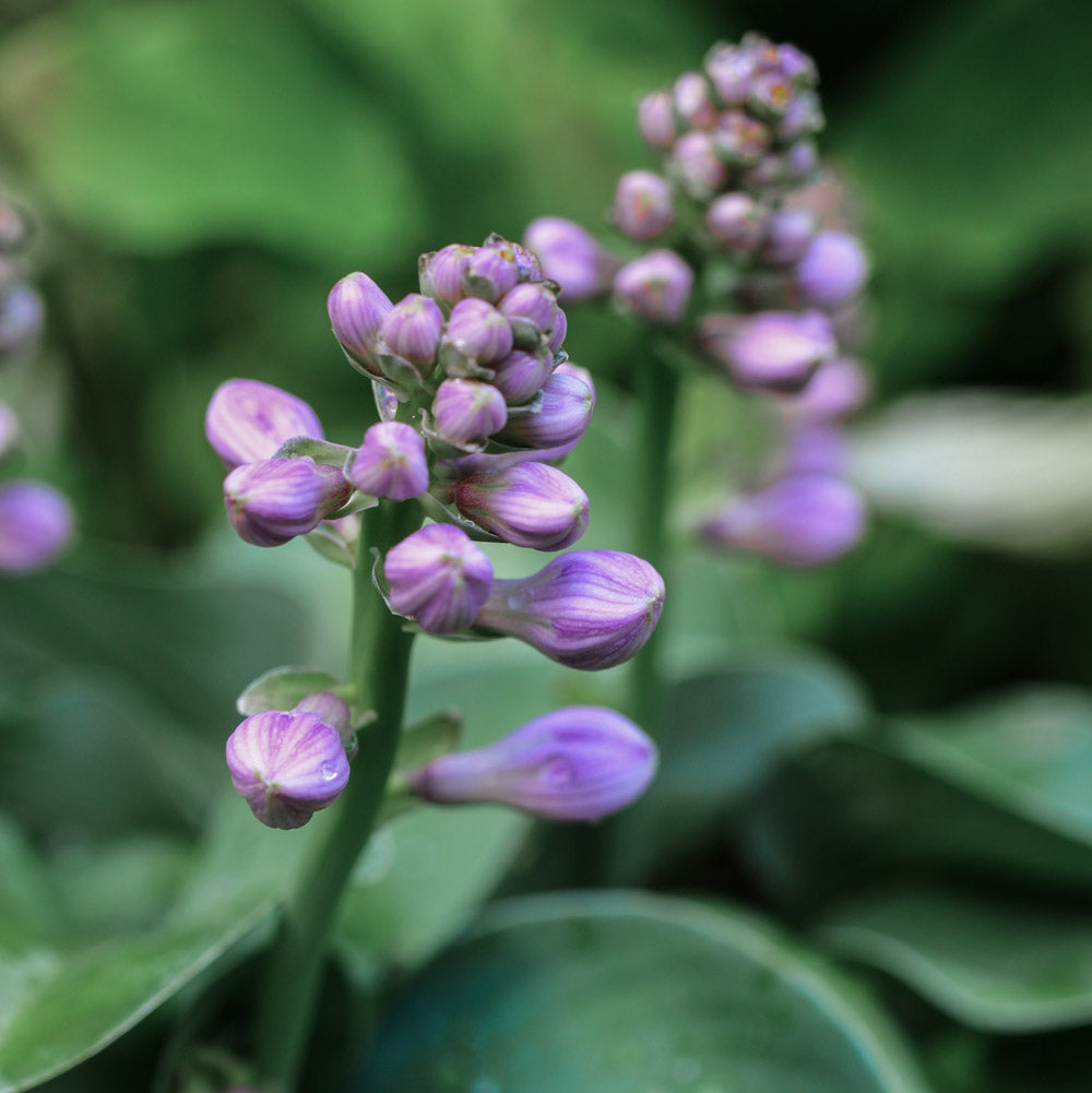 Blue Mouse Ear Hosta Plants