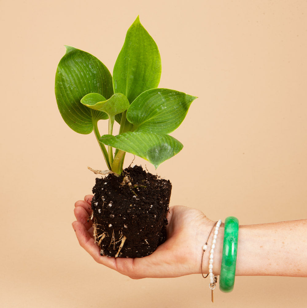 Drinking Gourd Hosta Plants
