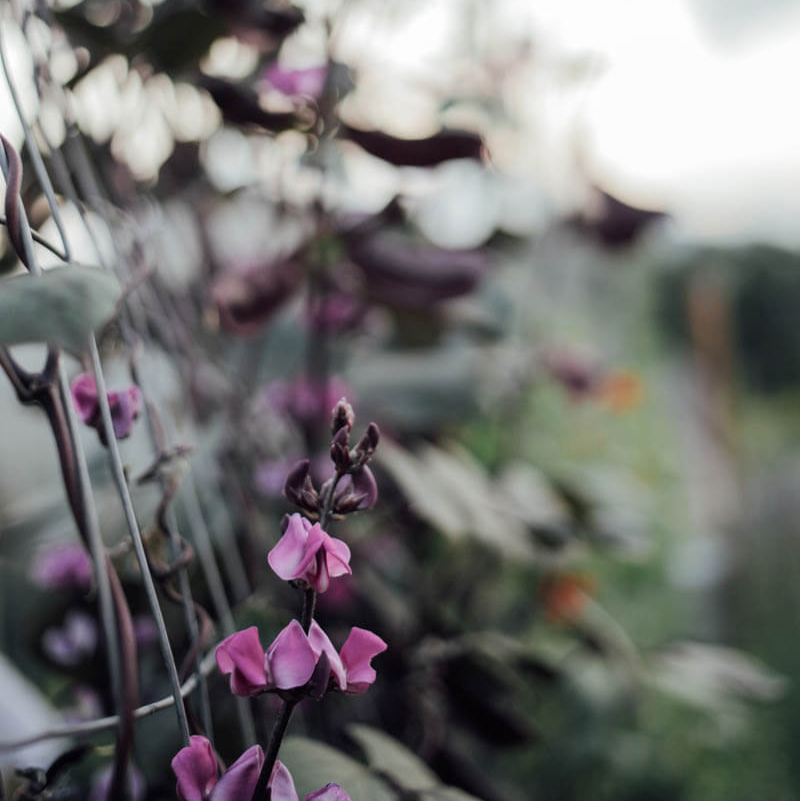 Ruby Moon Hyacinth Bean Seeds