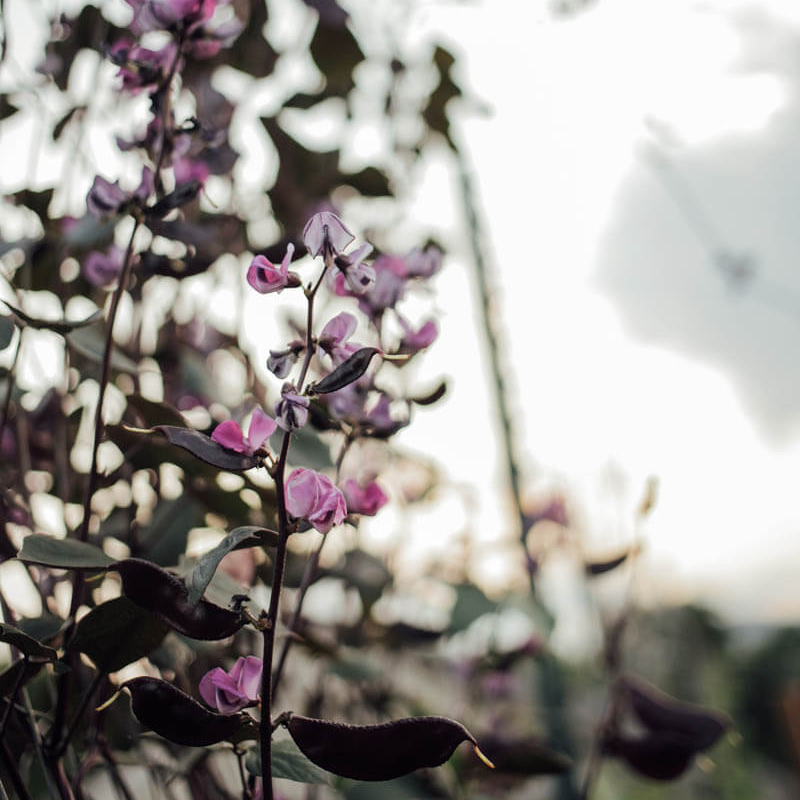 Ruby Moon Hyacinth Bean Seeds
