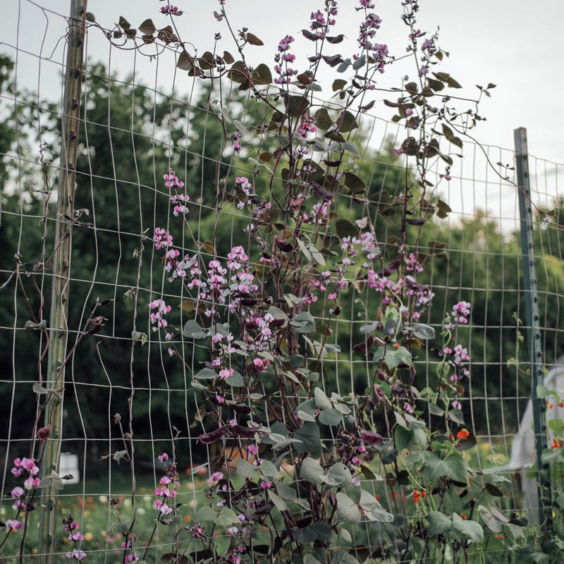 Ruby Moon Hyacinth Bean Seeds
