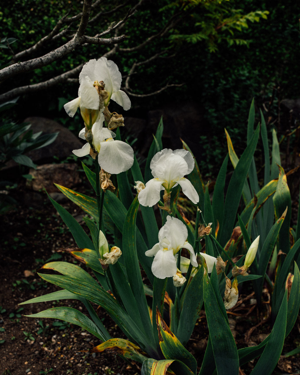 Iris Immortality