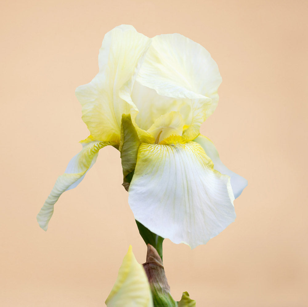 Iris Total Recall