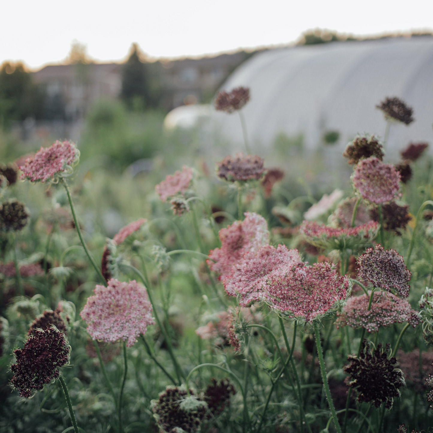 Dyers Seed Bundle