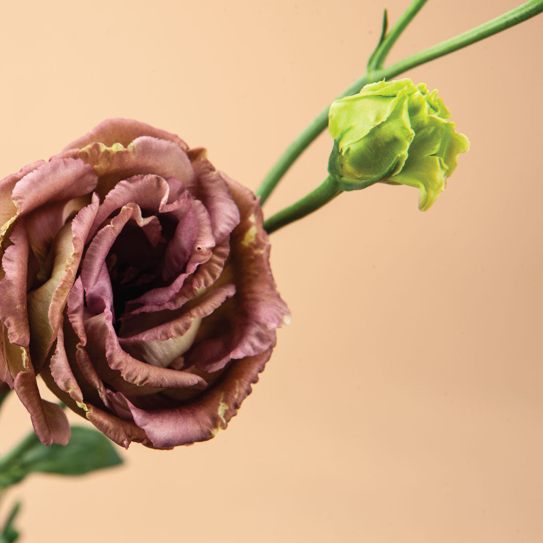 Rosanne Terracotta Lisianthus Plants