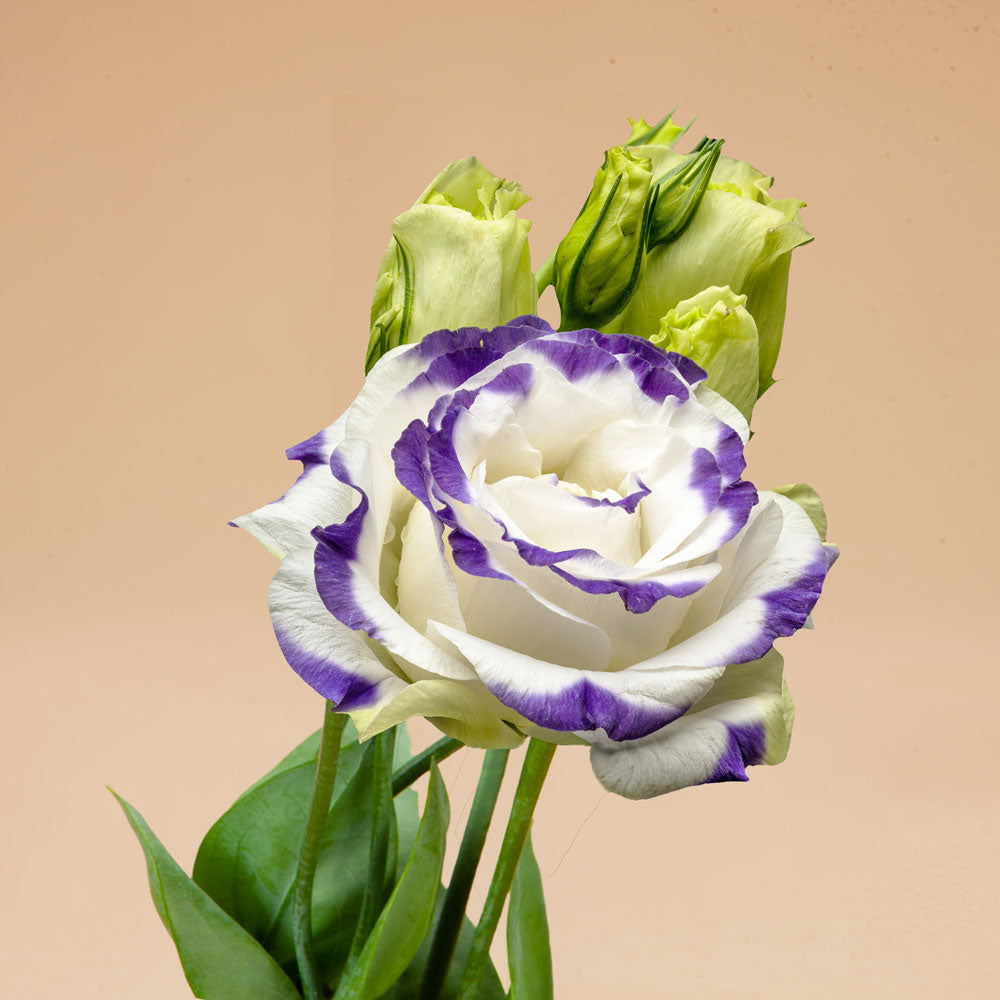 lisianthus indoor or outdoor plant Blue Picotee Lisianthus Summer Annual Flower