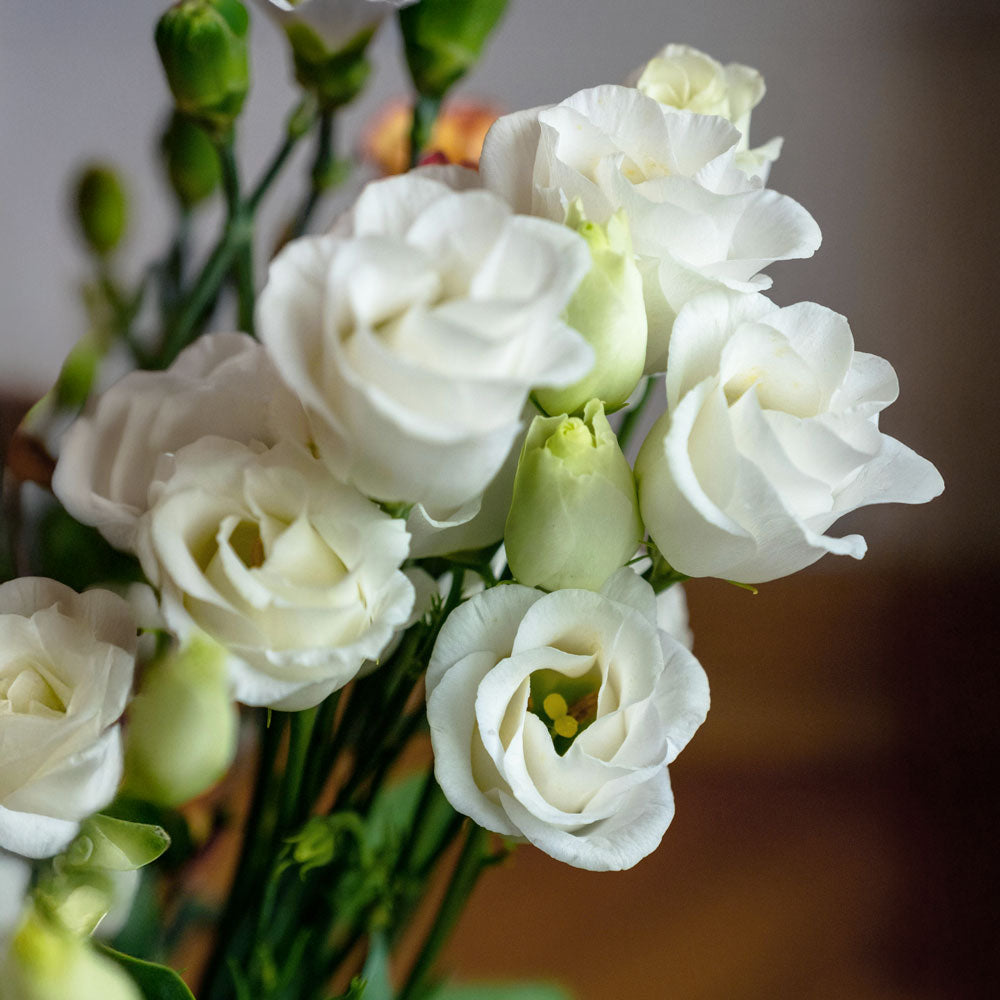 lisianthus indoor or outdoor plant White Doublini Lisianthus Summer Annual Plants