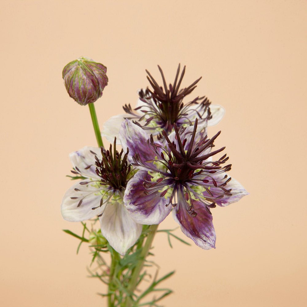 Delft Blue Love In A Mist Plants