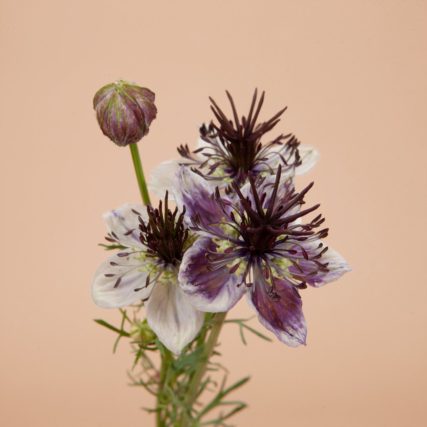 Aries Seed Bundle