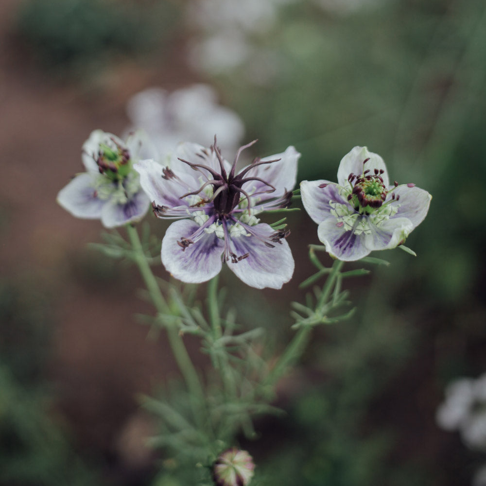 Delft Blue Love In A Mist Seeds