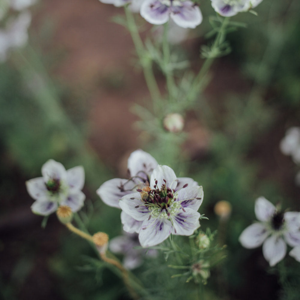 Delft Blue Love In A Mist Seeds
