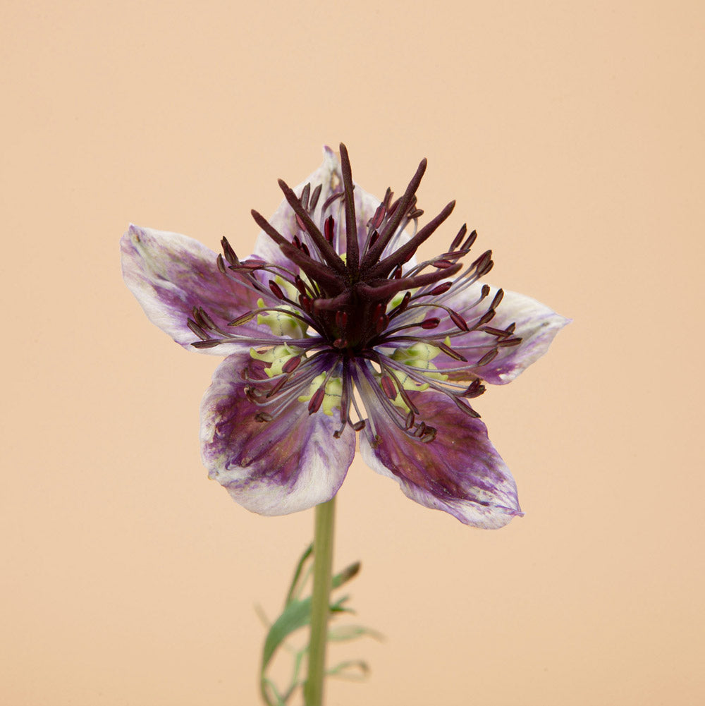 Delft Blue Love In A Mist Plants