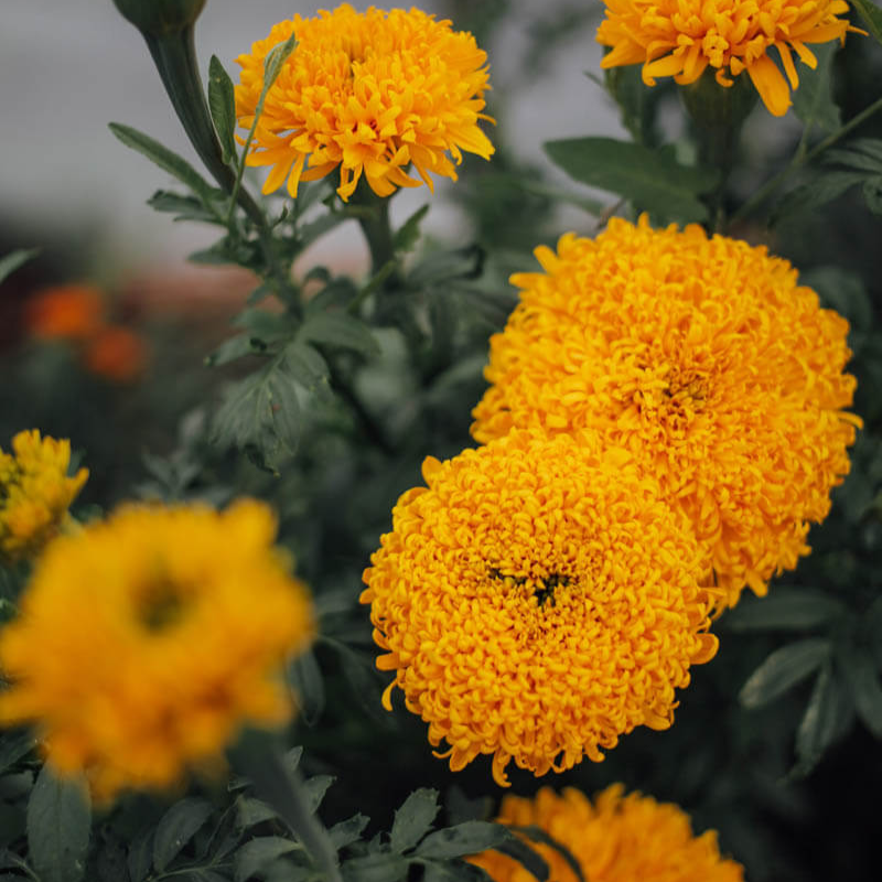 Marigold Spun Orange Seeds