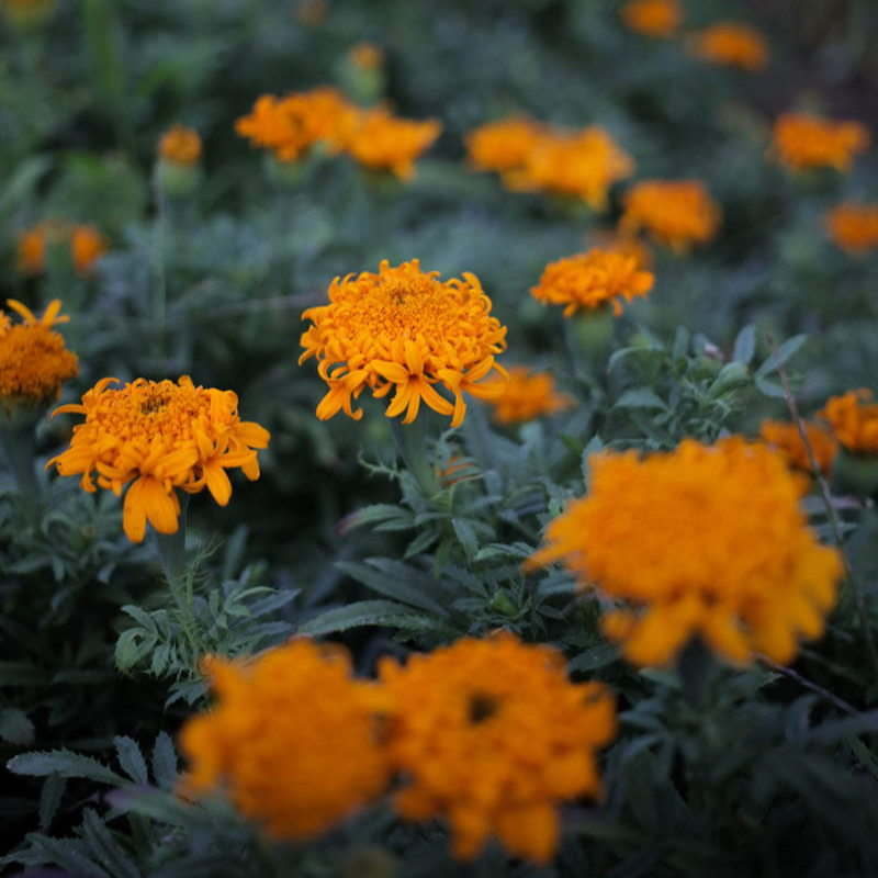 Marigold Spun Orange Seeds