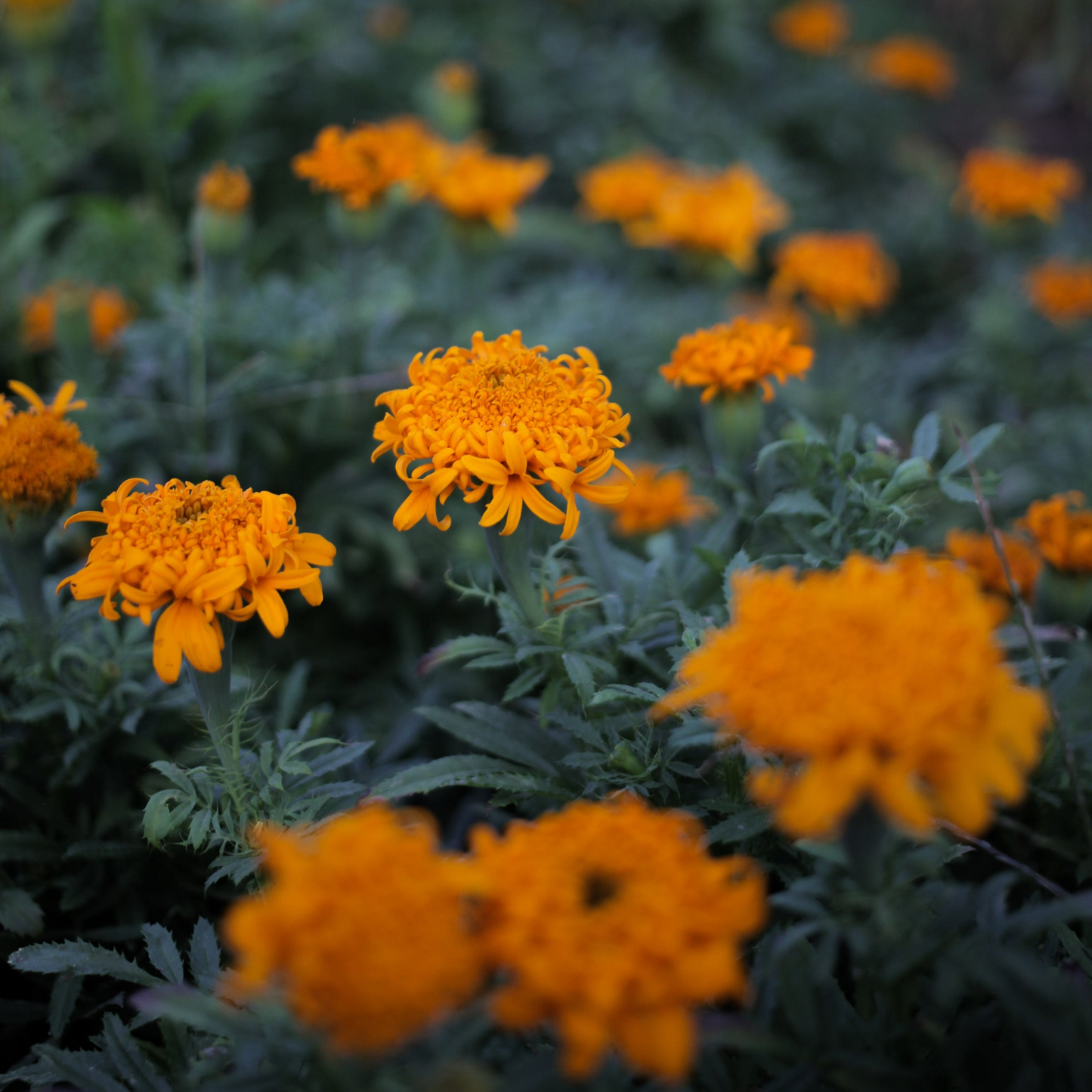 Collection Marigold Mix